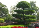 專升本園藝專業(yè)介紹