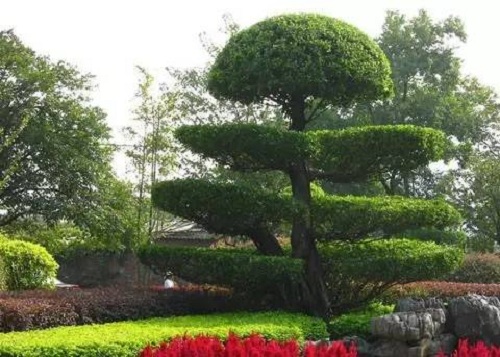 園藝.jpg