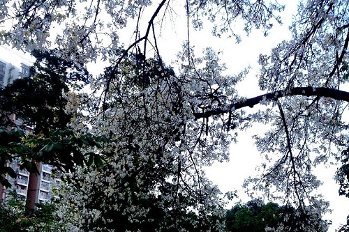 武漢鍛造廠技工學(xué)校(四七一).jpg